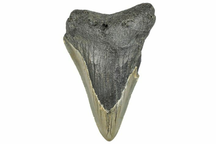 Bargain, Fossil Megalodon Tooth - Serrated Blade #295419